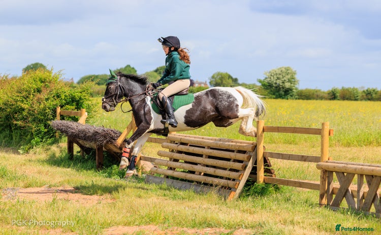 Irish Cob horses - Advert 11