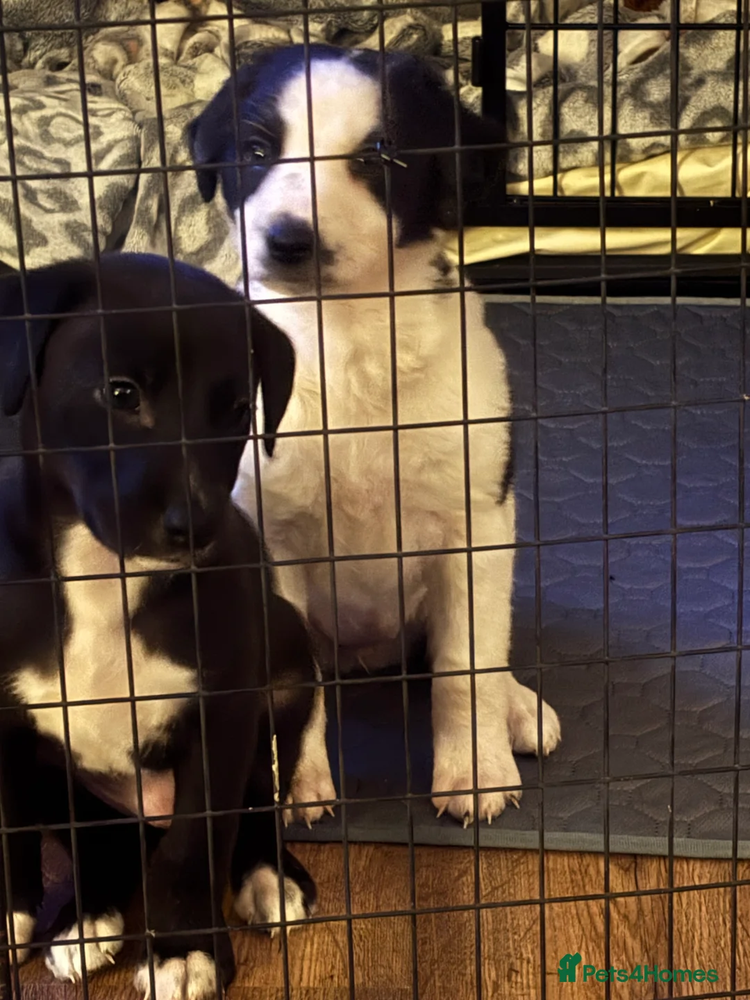 Mixed Breed dogs for sale: Whippet puppies  - Advert 18