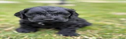 Cockapoo dogs for sale: F1 show line cockapoo puppies - Advert 12