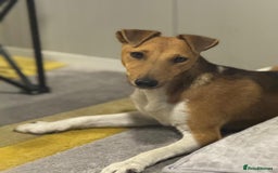 Fox Terrier dogs for adoption: Beautiful Rusty needs a home - Image 10