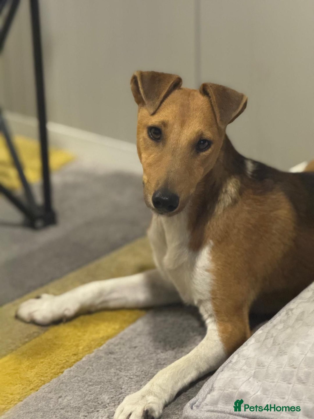 Fox Terrier dogs for adoption: Beautiful Rusty needs a home - Image 10