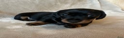 Miniature Dachshund dogs for sale: KC Reg - 1 puppy looking for his forever home - Advert 9