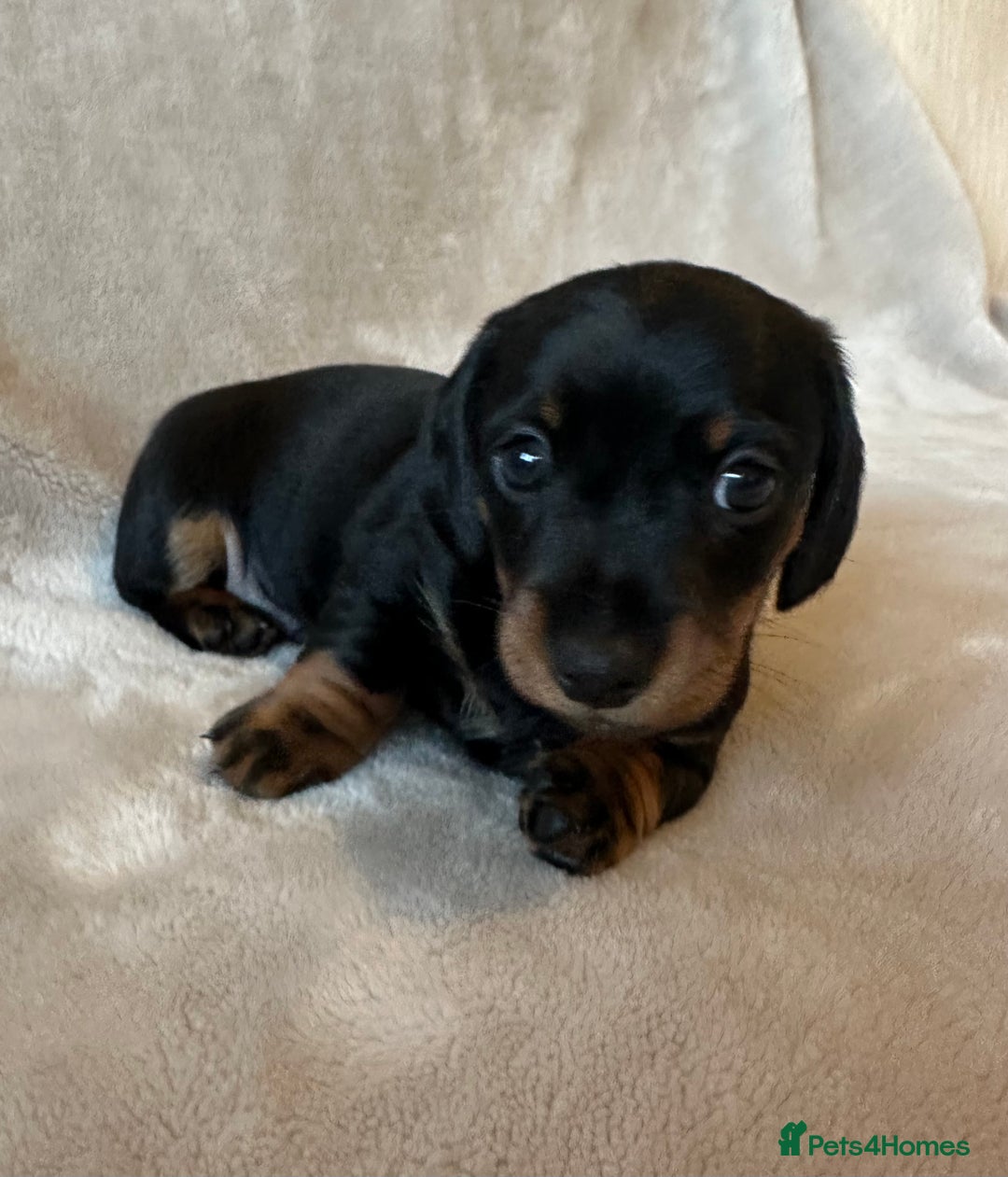 Miniature Dachshund dogs for sale: KC Reg - 1 puppy looking for his forever home - Advert 9