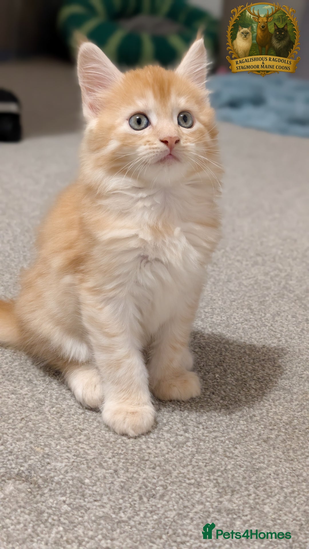 Maine Coon cats for stud: European Championship Carries Shaded GCCF & TICA - Advert 21