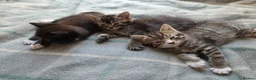 Mixed Breed cats for sale: Beautiful kittens looking for their forever homes  - Advert 10