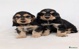 Cocker Spaniel dogs for sale: Stunning Show Cocker Spaniel puppies - Image 2