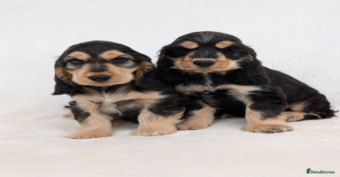 Cocker Spaniel dogs - Advert 5