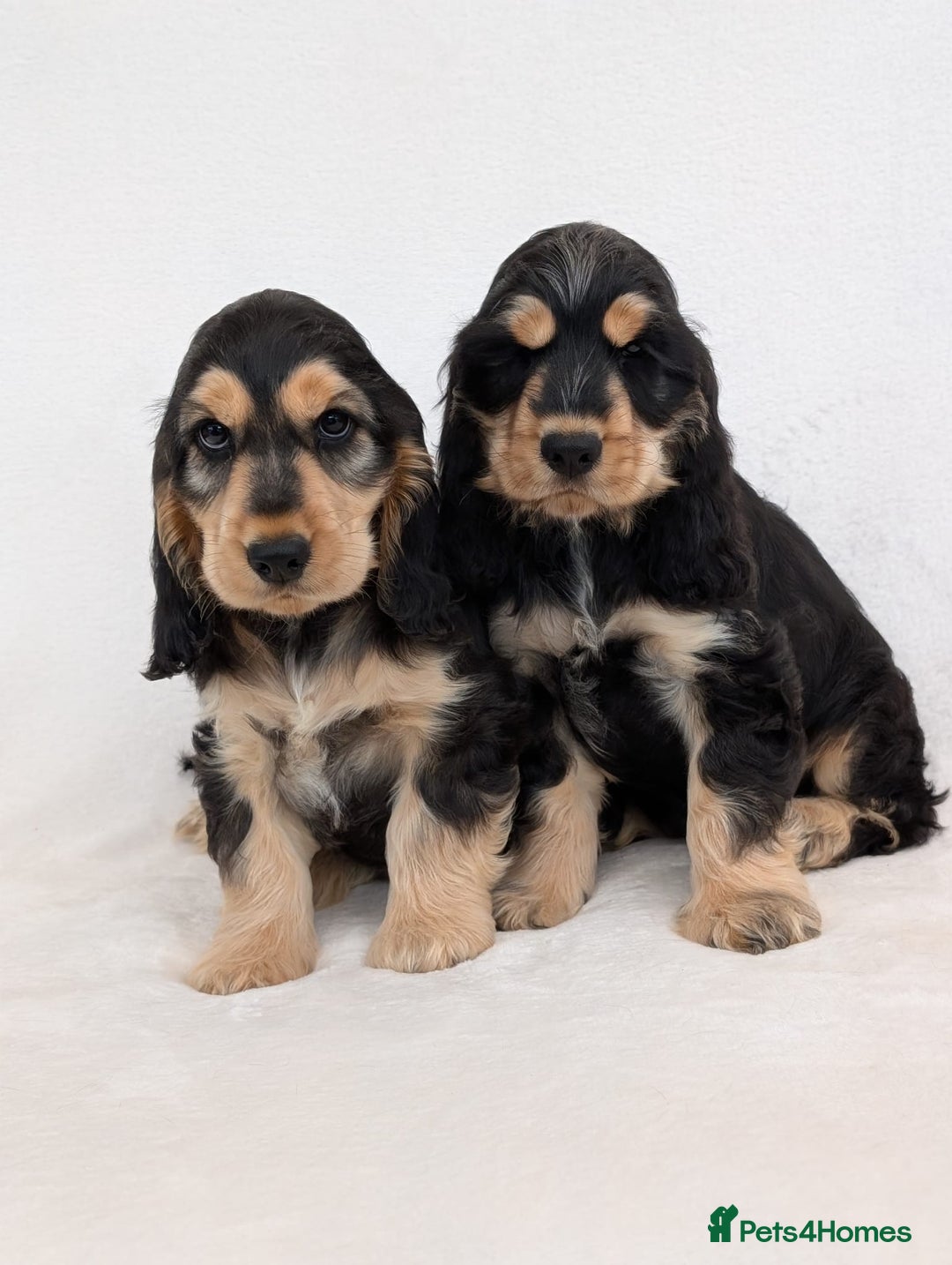 Cocker Spaniel dogs for sale: Stunning Show Cocker Spaniel puppies - Image 2