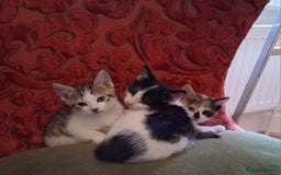 Domestic Shorthair cats for sale: 6 gorgeous mixed breed kittens - Advert 14