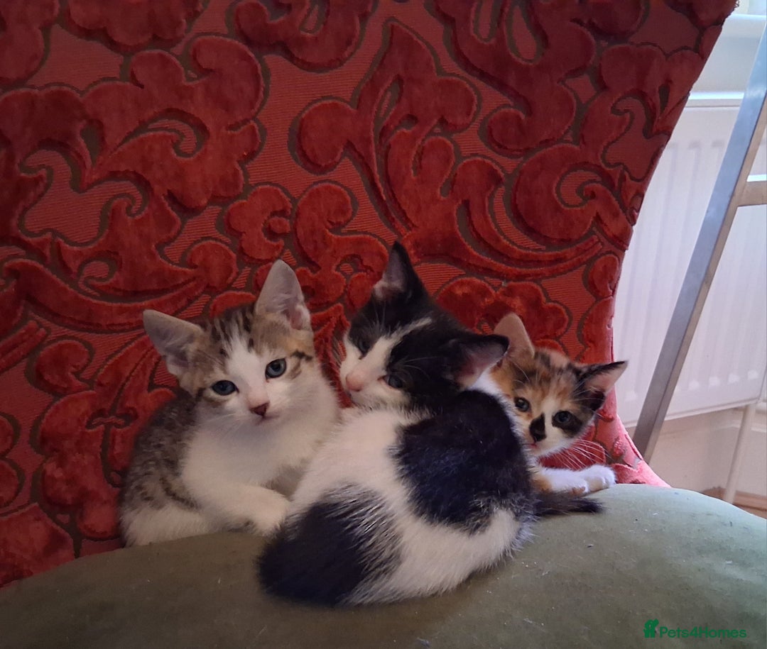 Domestic Shorthair cats for sale: 6 gorgeous mixed breed kittens - Advert 14