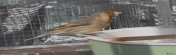 Finches birds for sale: Beautiful Male Goldfinch Mule – For Sale 🐦 - Advert 2