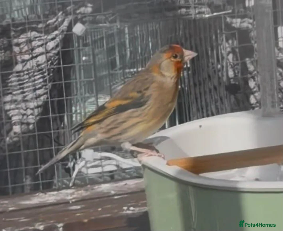 Finches birds for sale: Beautiful Male Goldfinch Mule – For Sale 🐦 - Advert 2