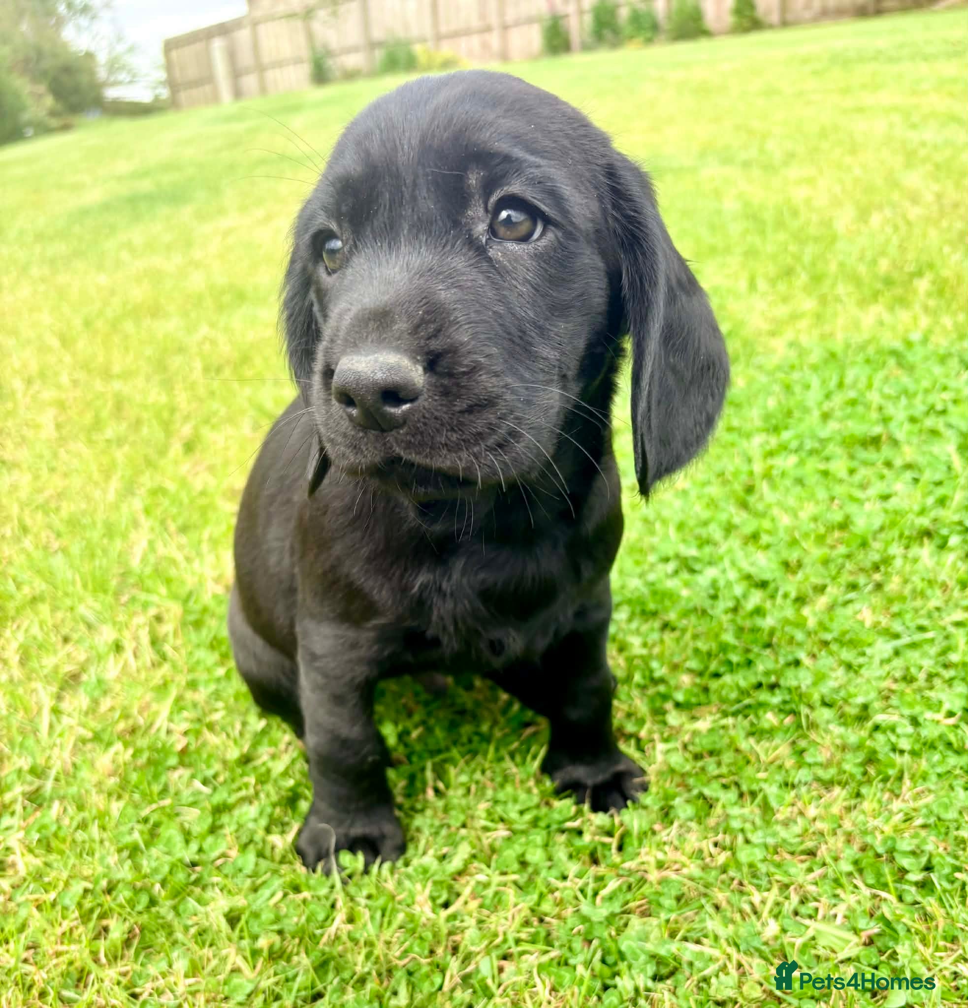 Springador dogs for sale: Spaniel x Labrador puppies  - Advert 7