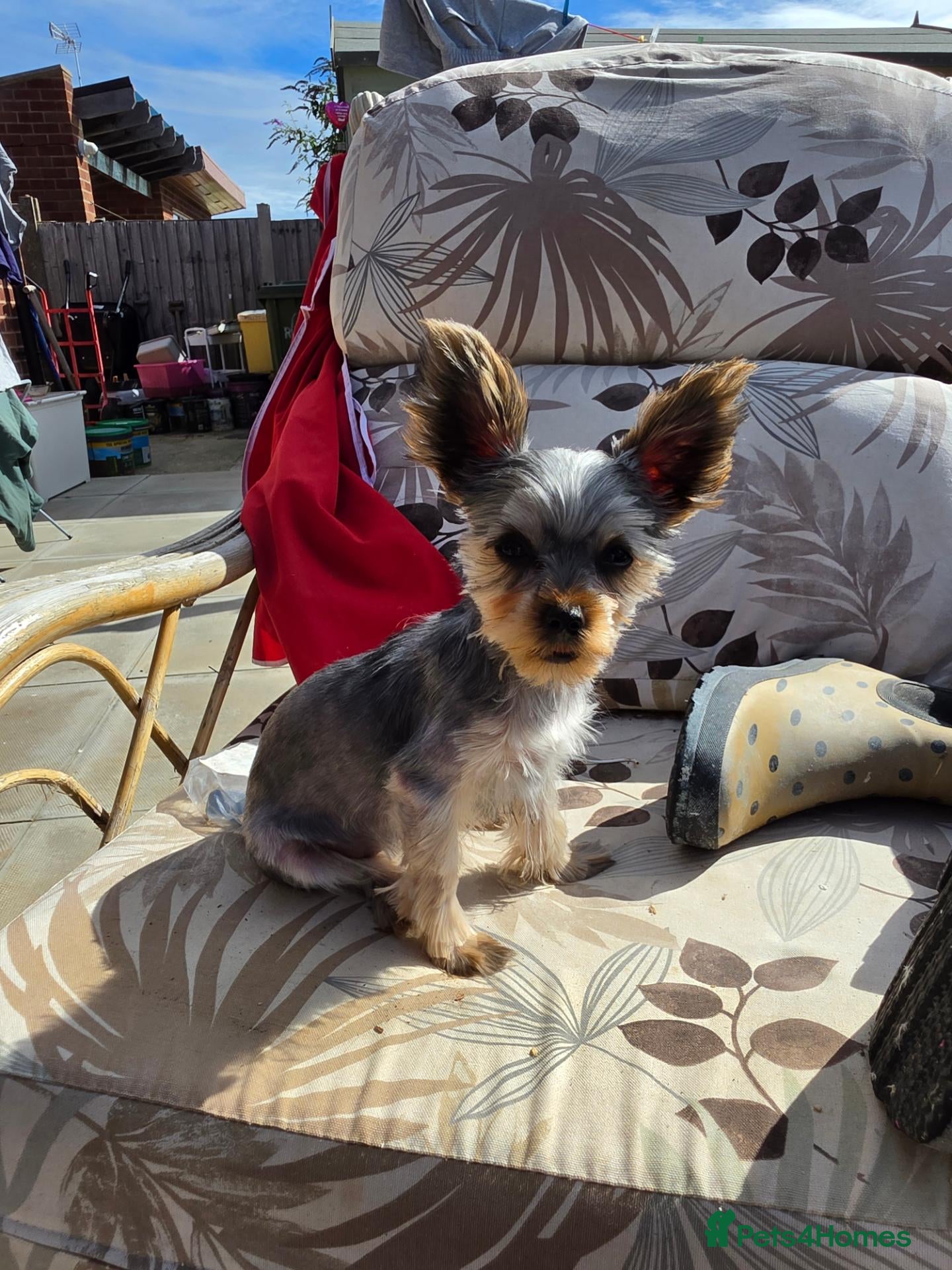 Yorkshire Terrier dogs KC Registered Yorkshire Terrier Puppies  - Advert 1