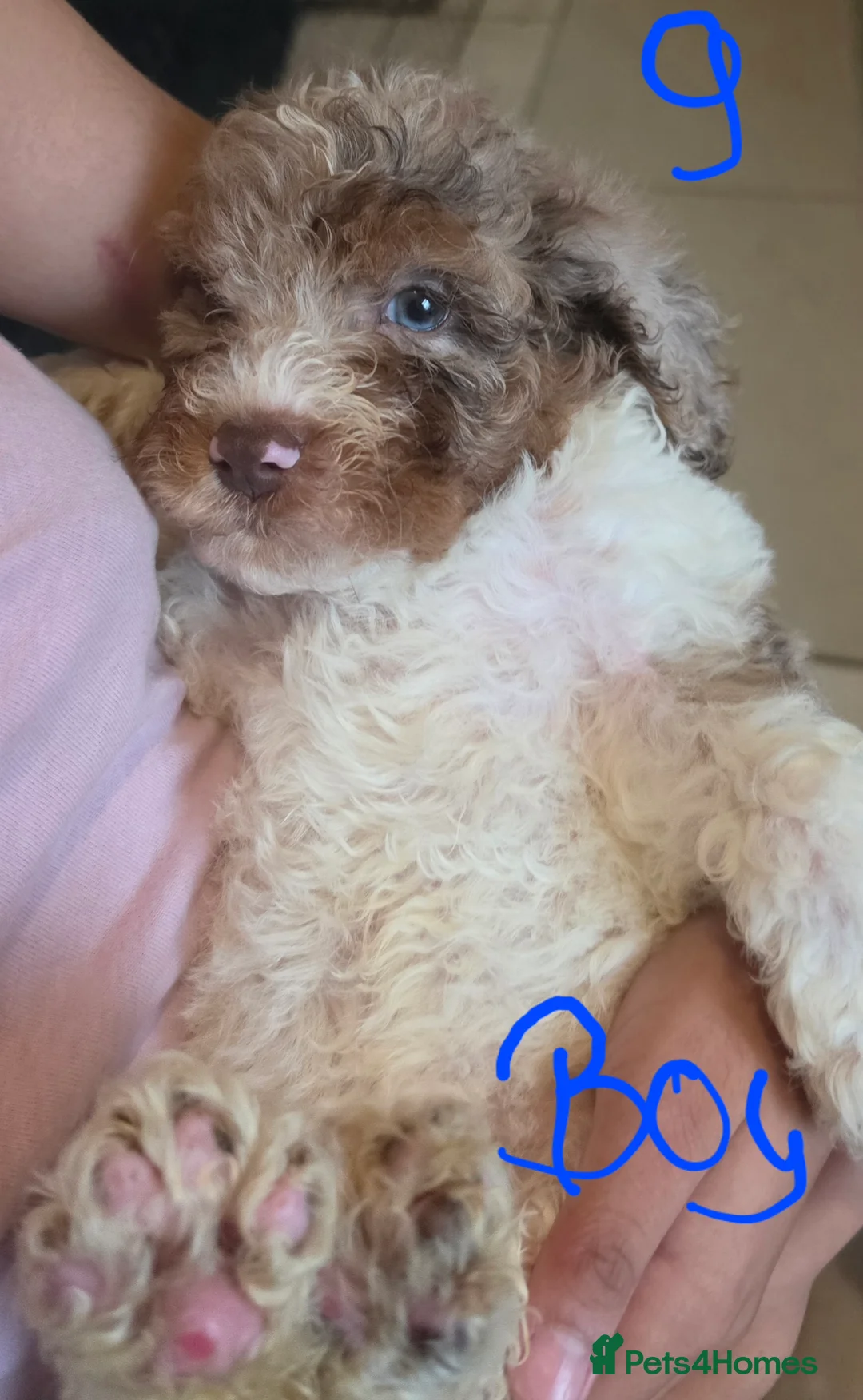 Cockapoo dogs for sale: 9 poodle puppies  - Advert 15