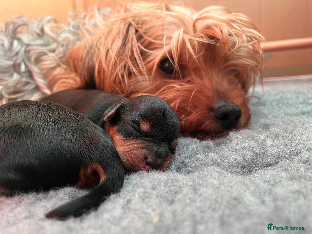 Miniature Poodle dogs for stud: KC phantom miniature poodle stud health tested in Thetford - Image 17