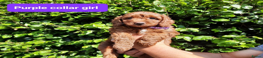 Purple Collar Girl