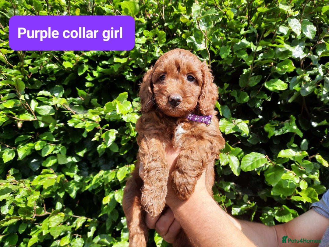 Cockapoo dogs for sale: Amazing F1b Cockapoos - Image 6