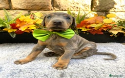Dobermann dogs for sale: DOBERMAN PUPPIES (BOTH KC HEALTH TESTED PARENTS) - Image 12