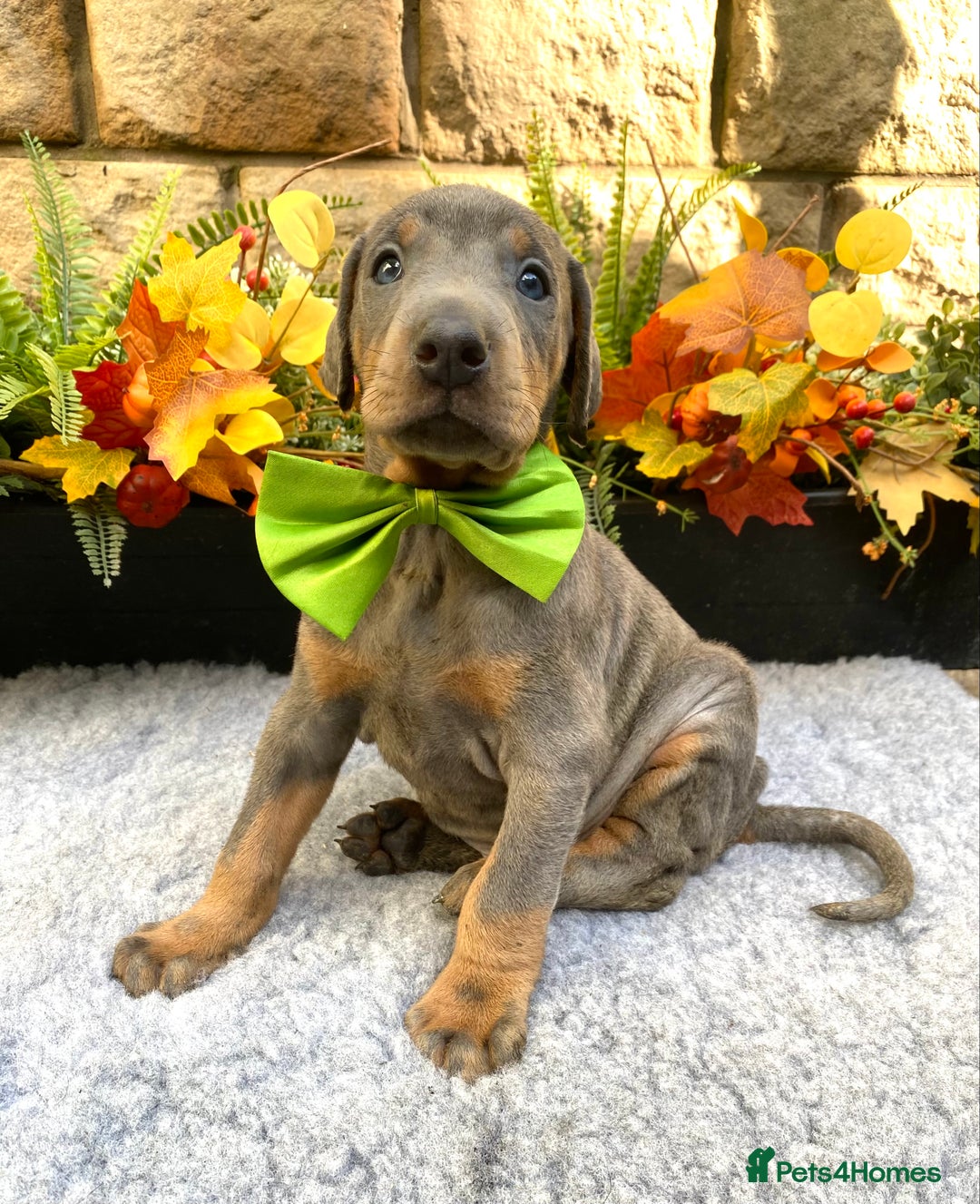 Dobermann dogs for sale: DOBERMAN PUPPIES (BOTH KC HEALTH TESTED PARENTS) - Image 12