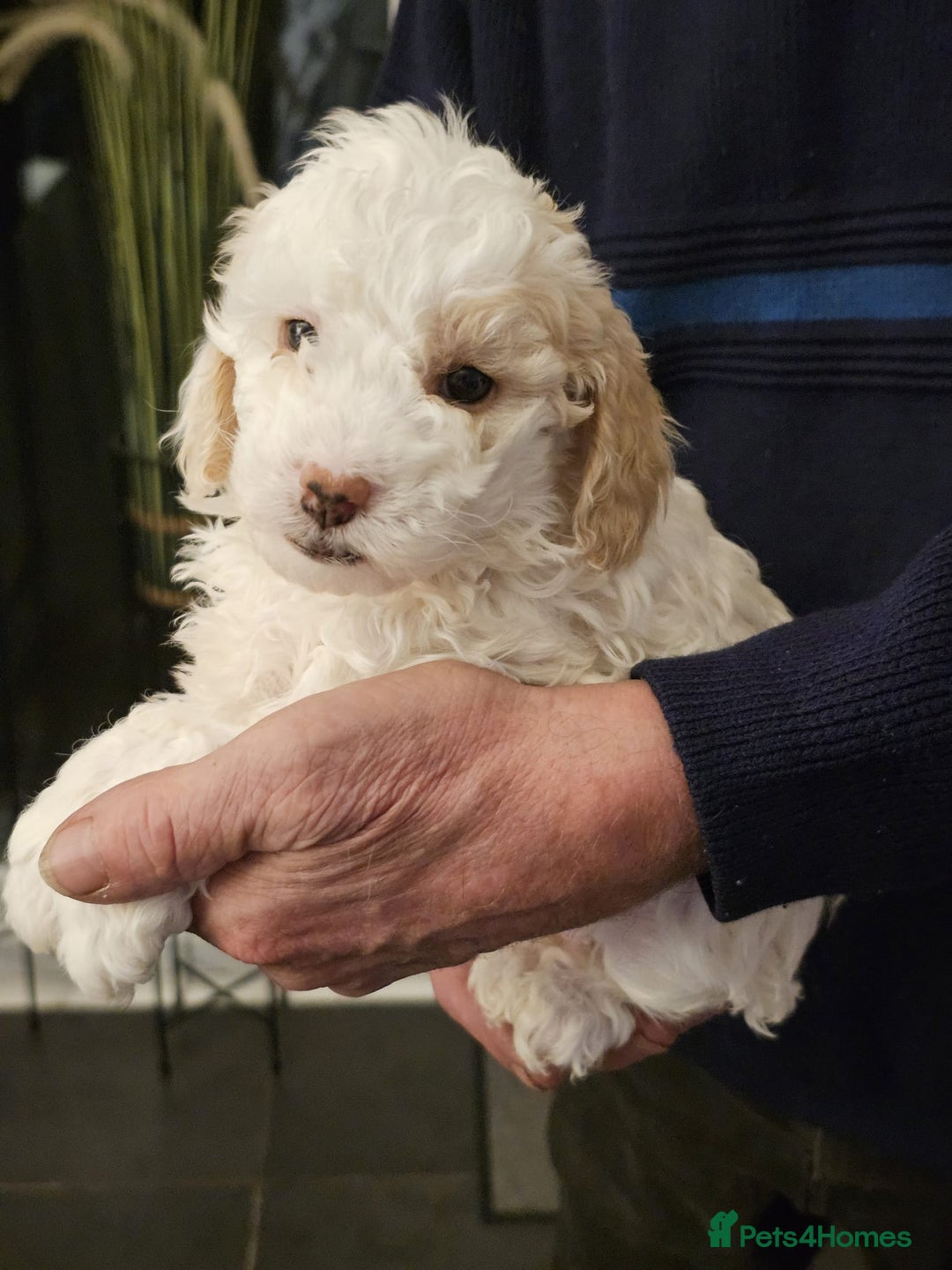 Cockapoo dogs for sale: 1 beautiful cockapoo girl - Image 14