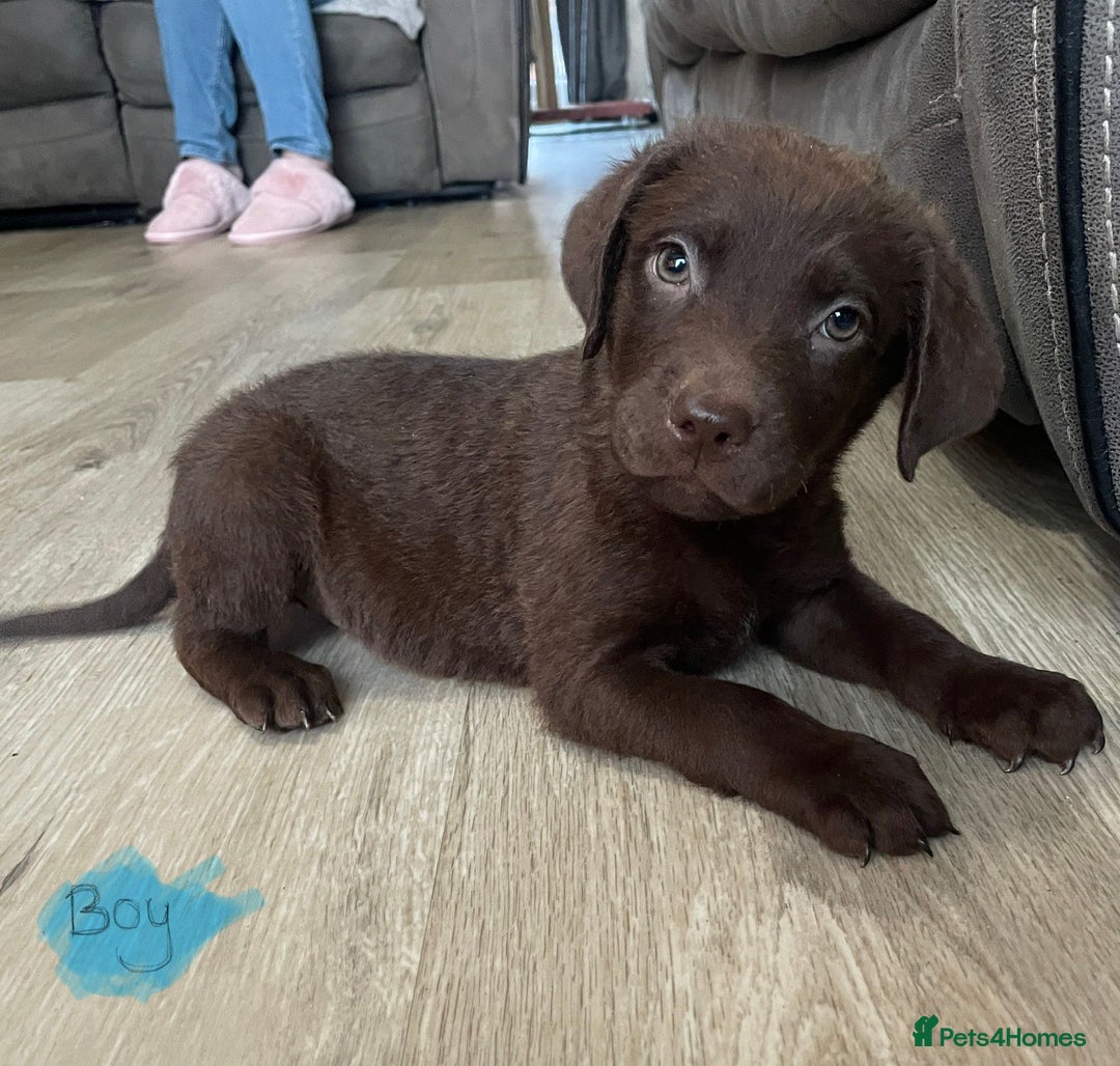 Mixed Breed dogs for sale: Chessadore Puppy’s  - Advert 3