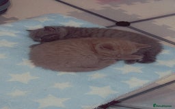 British Shorthair cats for sale: British Shorthair Kittens - Image 22