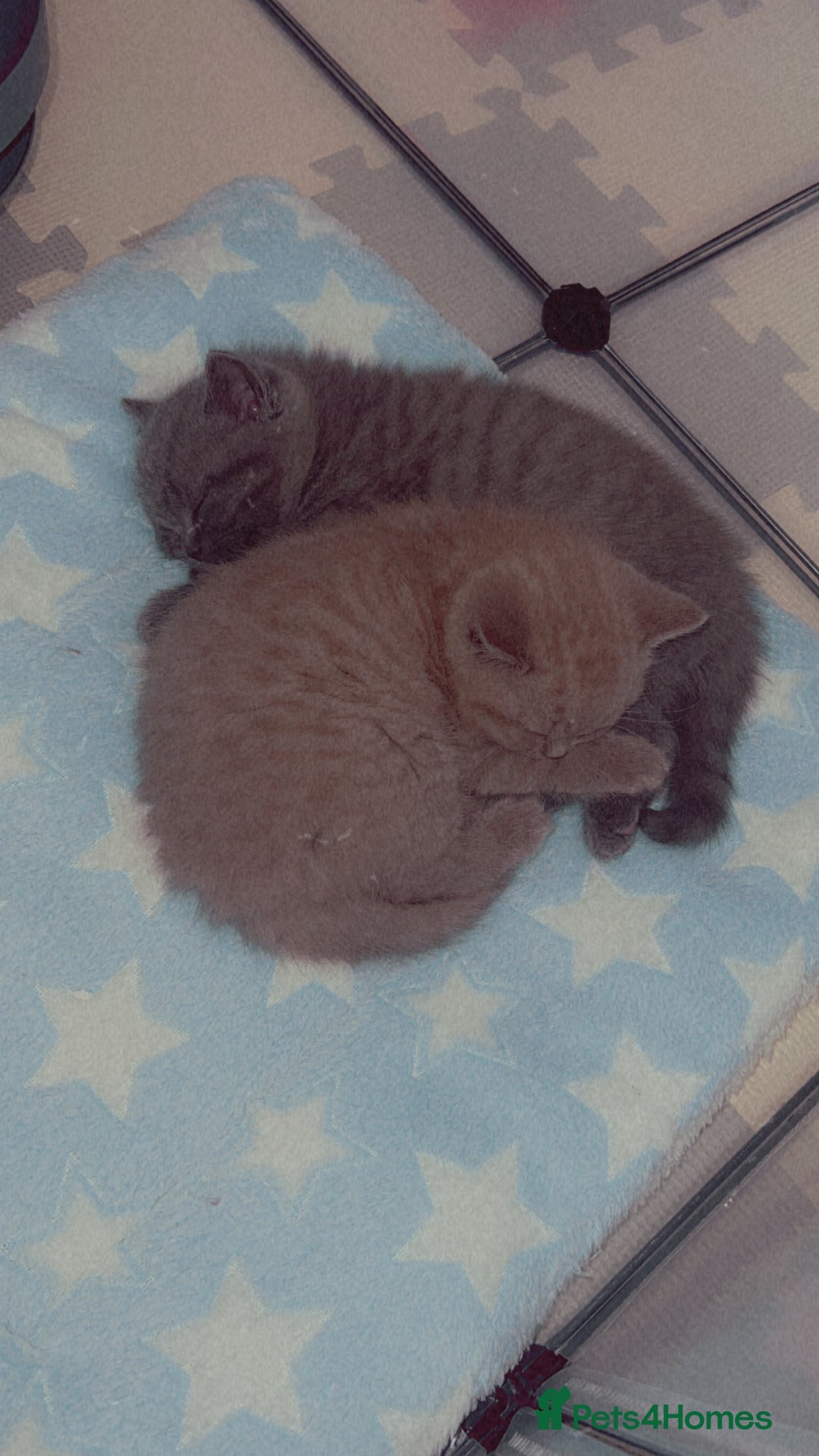 British Shorthair cats for sale: British Shorthair Kittens - Image 22