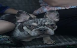 French Bulldog dogs for sale: 🌸Tri Merle Girl French Bulldog🩷 - Image 14