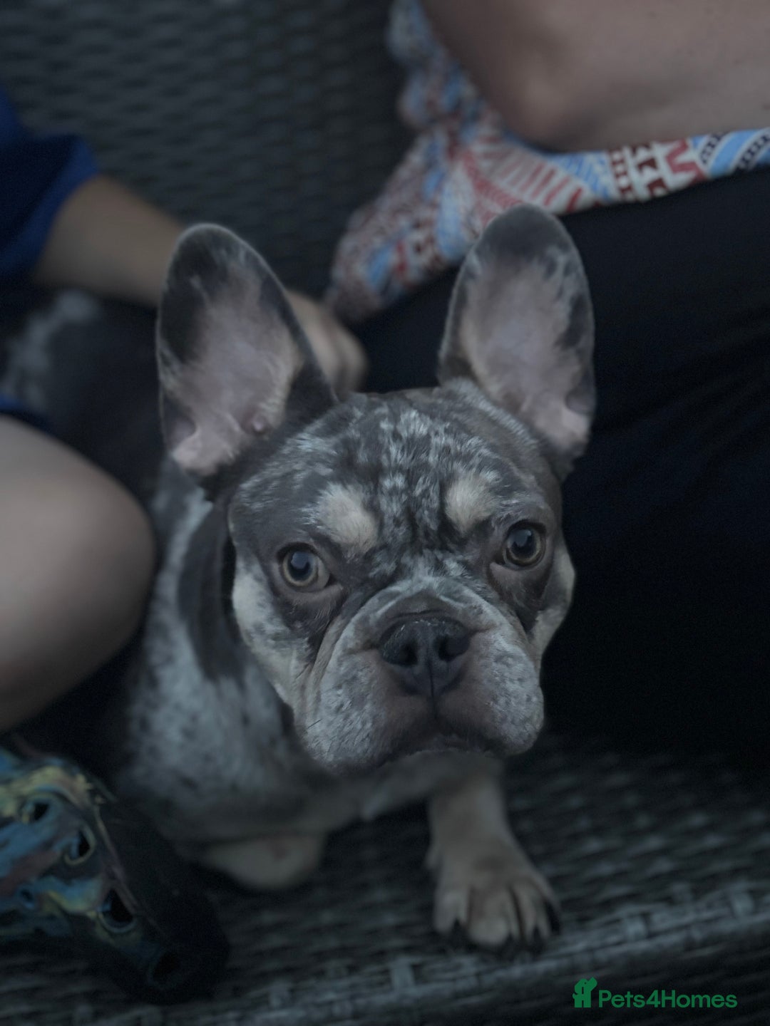 French Bulldog dogs for sale: 🌸Tri Merle Girl French Bulldog🩷 - Image 14