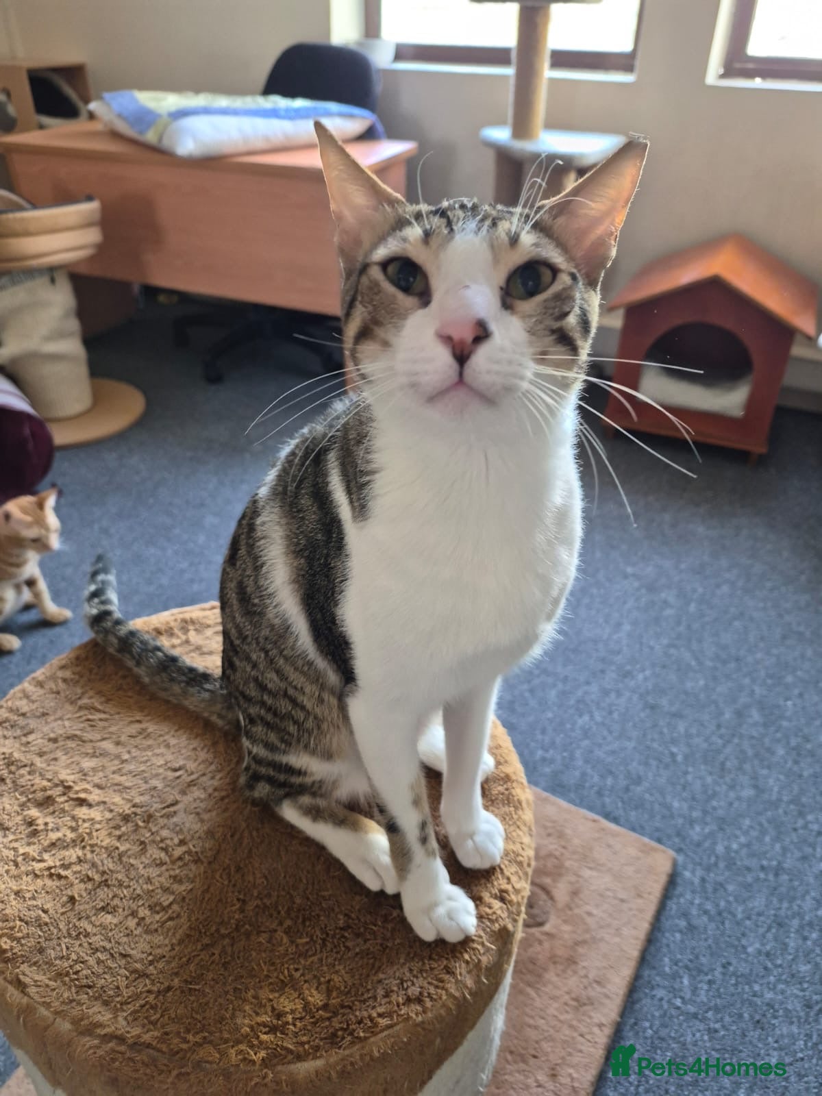 Arabian Mau cats Beautiful 1yr old Arabian Mau. - Advert 3