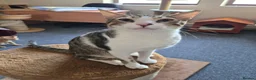 Arabian Mau cats for sale: Beautiful 1yr old Arabian Mau. - Advert 1