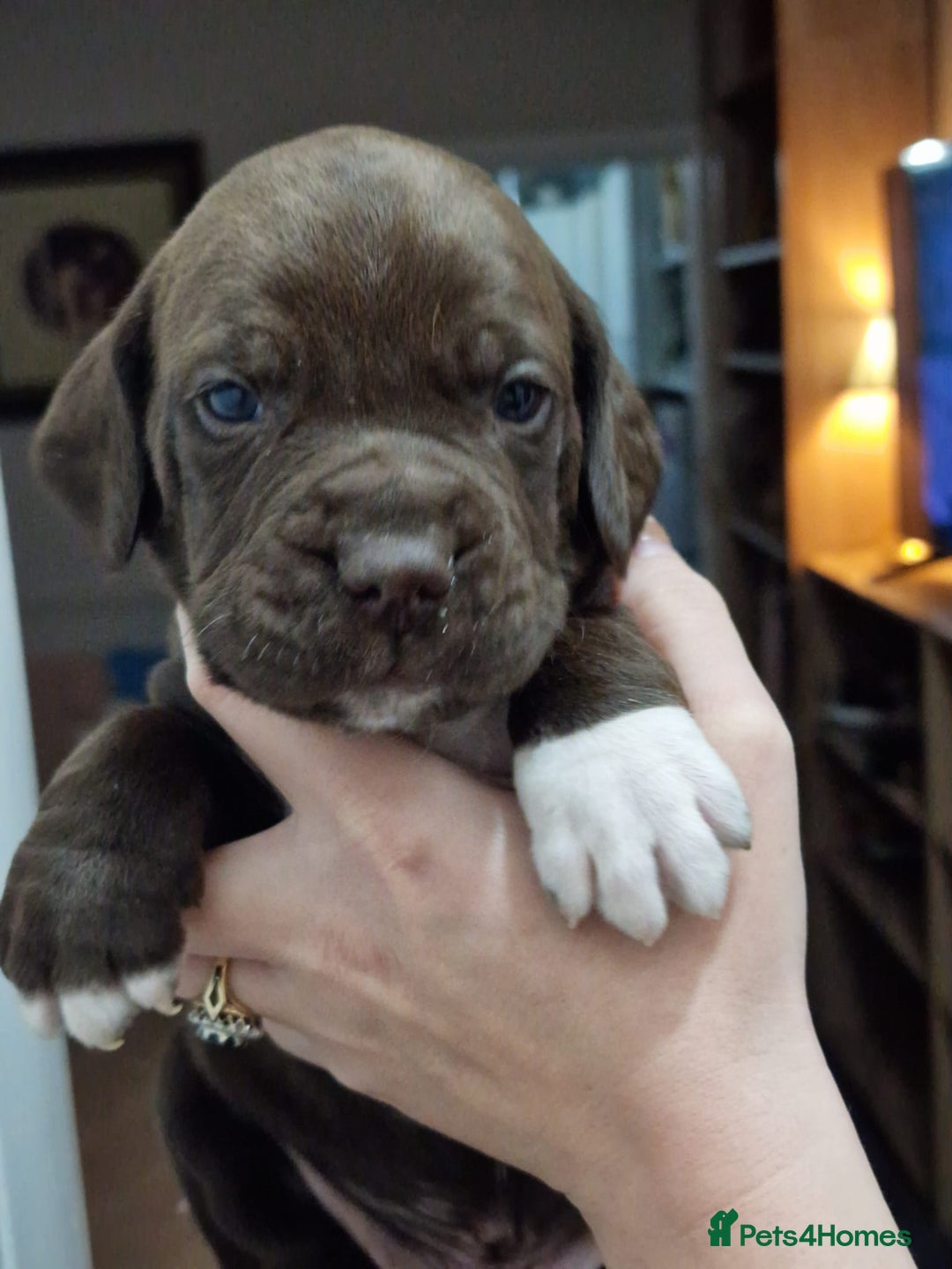 Mixed Breed dogs for sale: Bullmastiff × Sprocker Spaniel Puppies 9 Pups - Advert 15