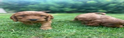 Cockapoo dogs for sale: F1 Cockapoos  - Advert 12