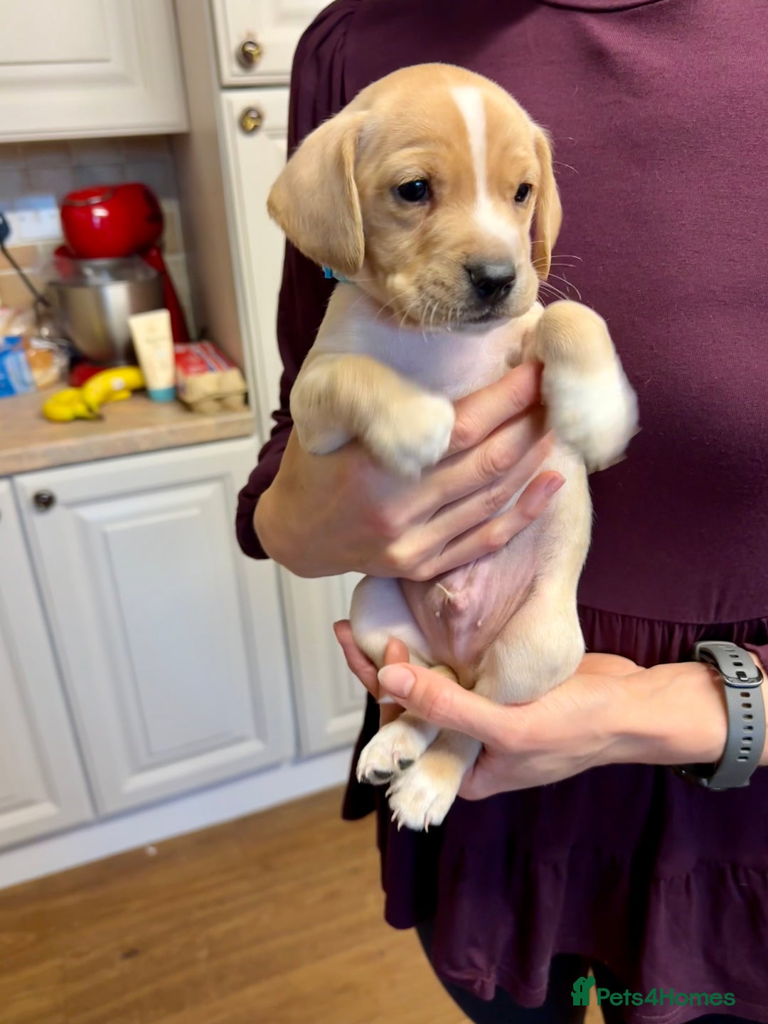 Cocker Spaniel dogs for sale: READY SOON! Working Cocker Spaniel mix Puppies  - Image 18