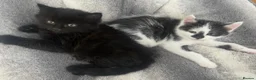Mixed Breed cats for sale: Two beautiful kittens after hoems - Advert 6