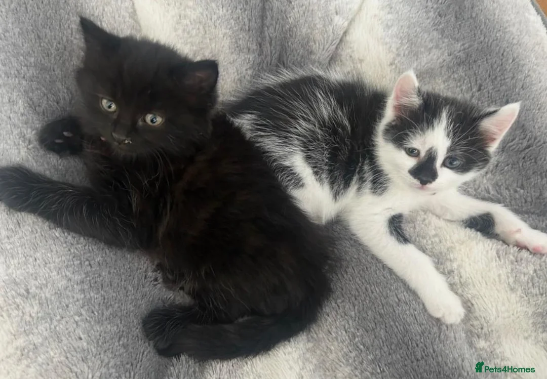 Mixed Breed cats for sale: Two beautiful kittens after hoems - Advert 6