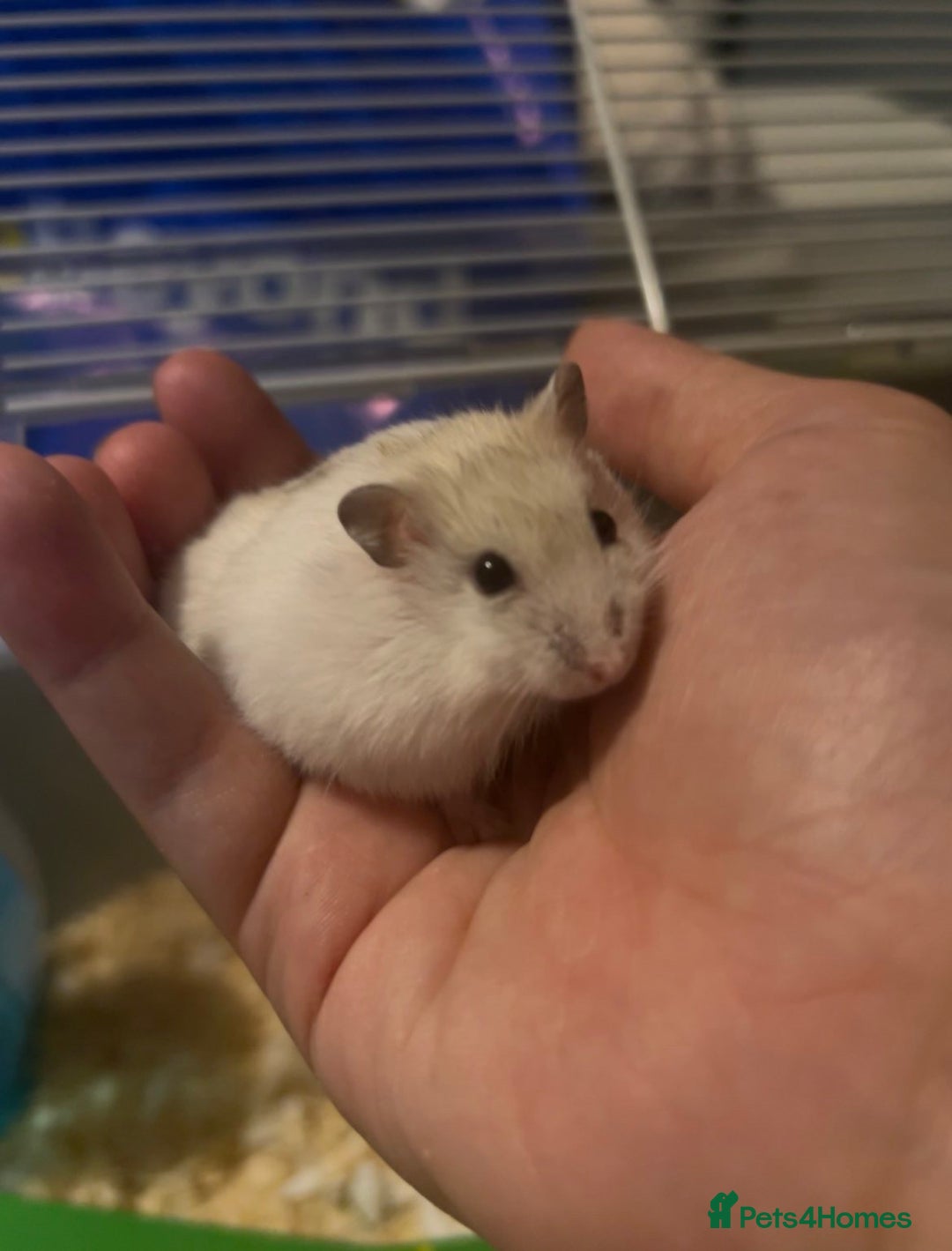 Hamster rodents for sale: toast and crumpet  - Image 2