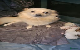 Pomchi dogs for sale: Pomchi puppys  - Image 5