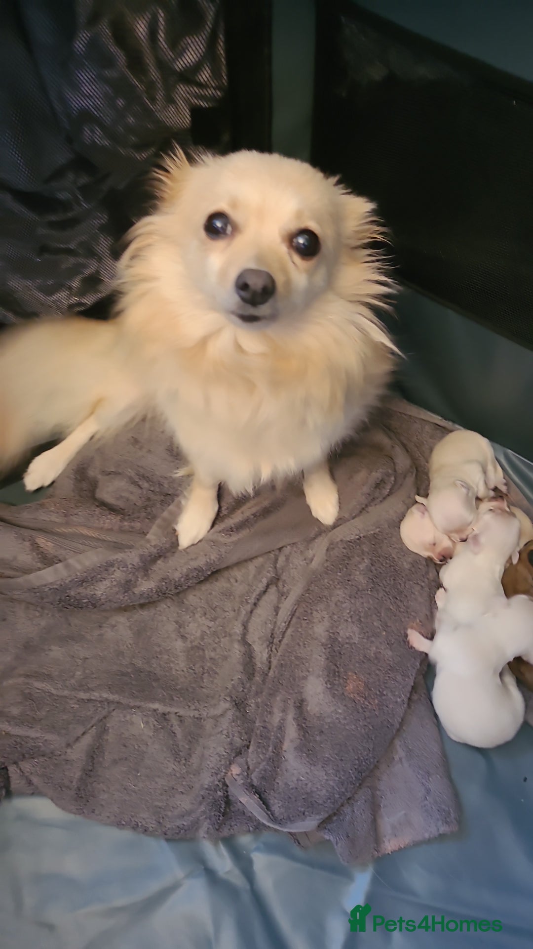 Pomchi dogs for sale: Pomchi puppys  - Image 5
