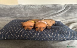 Miniature Dachshund dogs for sale: Stunning Brindle Dachshunds  - Image 20