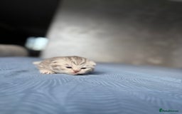 Scottish Fold cats for sale: Scottish fold&straight kittens - Advert 6