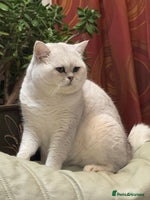British Shorthair cats 🐾 British Shorthair Silver Shaded Stud 🐾 in Basildon - Advert 7