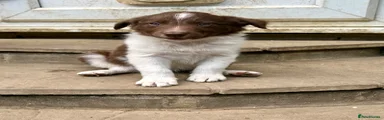 Border Collie 4