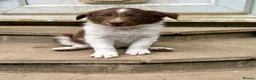 Border Collie dogs for sale: Border collie puppies  in Hayes - Advert 6