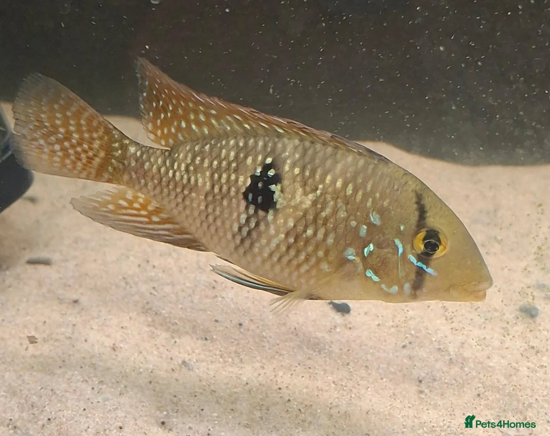 Cichlids fish for sale: Brazilian geophagus - Advert 1