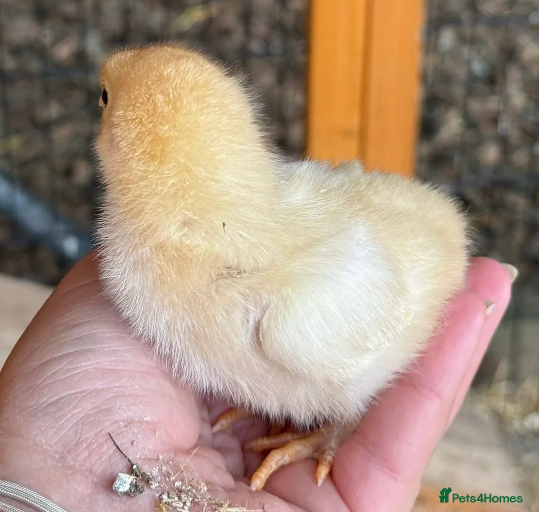 Chickens poultry for sale: 6 Mixed flock hatching eggs - Advert 6