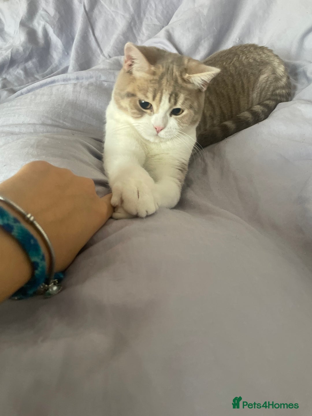 Scottish Fold cats for sale: Two beautiful floppy ear kittens for sale - Advert 8