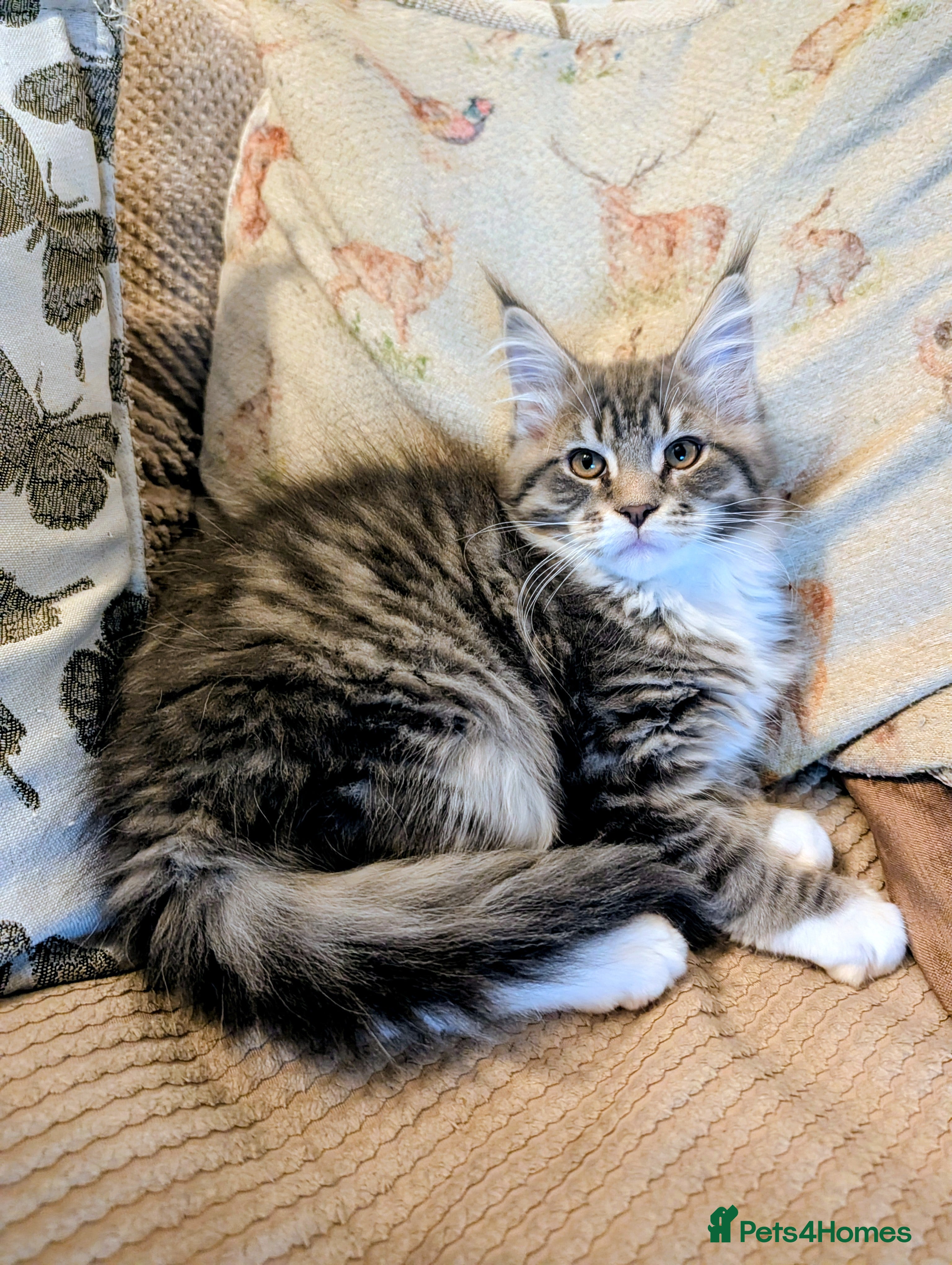 Maine Coon cats Tica Reg Maine Coon kitten from Champion lines  - Advert 2