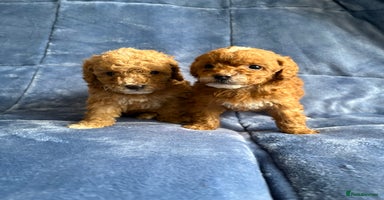 Cavapoo dogs - Advert 4
